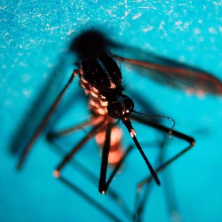 «La situazione è sotto controllo»: due casi di West Nile in Lombardia