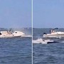 Balena contro barca, animale muore e uomo in mare