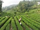 La Cina potenzia i settori della tradizione, dalla seta al tè alla porcellana