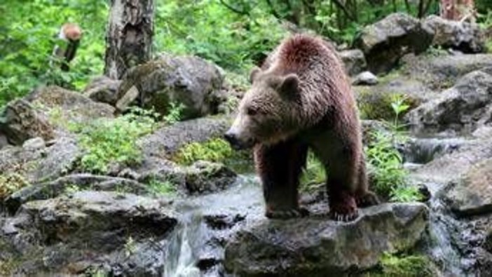 Orsi all'attacco in Giappone, dopo 12 morti e 100 feriti arriva l'esercito