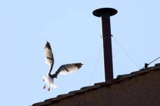 Conclave, l'ornitologo: &quot;Il gabbiano sul comignolo è a casa sua e non teme la folla&quot;