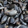 Caldo fa strage di molluschi nel delta del Po, moria di cozze e vongole