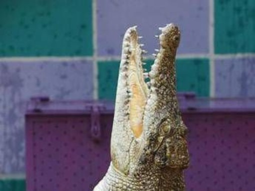 Svelato il mistero del coccodrillo a Ladispoli, il sindaco: "Era un giocattolo, denuncia per procurato allarme" Svelato il mistero del coccodrillo a Ladispoli, il sindaco: "Era un giocattolo, denuncia per procurato allarme"