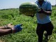 Malore mentre raccoglie angurie sotto il caldo record: morto 55enne nel mantovano Malore mentre raccoglie angurie sotto il caldo record: morto 55enne nel mantovano