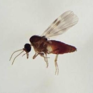 Virus Shamonda, chi lo trasmette? L'imputato è il Culicoides: identikit del 'moscerino pungente'