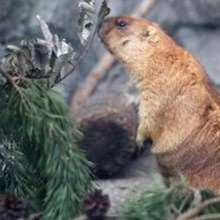Troppo caldo in Svizzera, le marmotte traslocano più in alto (ma non troppo) Troppo caldo in Svizzera, le marmotte traslocano più in alto (ma non troppo)