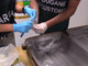 Trasportavano 50 chili di ketamina nei bagagli, tre arresti a Fiumicino
