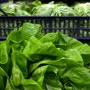 Epidemia di ciclosporiasi negli Usa, "infezioni causate da lattuga servita da Taco Bell" Epidemia di ciclosporiasi negli Usa, "infezioni causate da lattuga servita da Taco Bell"
