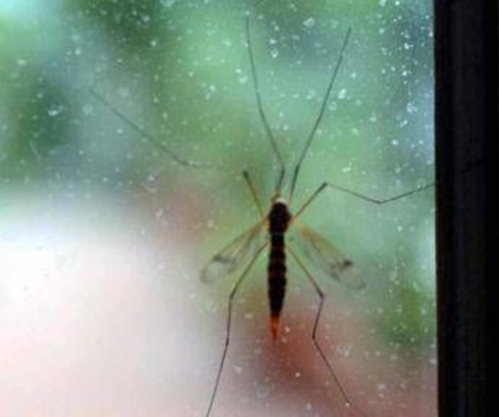 Chikungunya, Ecdc: "70 casi dopo viaggi alle Seychelles, per i turisti rischio alto" Chikungunya, Ecdc: "70 casi dopo viaggi alle Seychelles, per i turisti rischio alto"