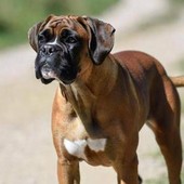 Cani e problemi respiratori, le 12 razze a rischio dal pechinese al boxer Cani e problemi respiratori, le 12 razze a rischio dal pechinese al boxer