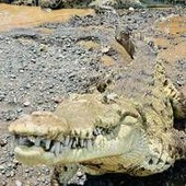 Brisbane 2032, ok al fiume dei coccodrilli: gare di canottaggio si faranno sul Fitzroy Brisbane 2032, ok al fiume dei coccodrilli: gare di canottaggio si faranno sul Fitzroy