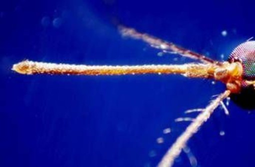 West Nile, terza vittima nel Lazio: è la sesta in Italia