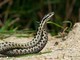 Morso di vipera, cosa fare? &quot;Calma primo antidoto per non diffondere il veleno&quot;