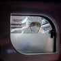 Peste in Siberia, la Russia revoca le restrizioni: "Nessun rischio, test negativi"