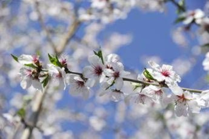 Dai temporali al bel tempo, arriva la prima fiammata estiva con i primi 30-32°C nel weekend Dai temporali al bel tempo, arriva la prima fiammata estiva con i primi 30-32°C nel weekend