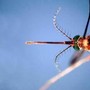 West Nile, prima vittima in Liguria: 86enne muore a Genova. Bassetti: "Massima attenzione" West Nile, prima vittima in Liguria: 86enne muore a Genova. Bassetti: "Massima attenzione"