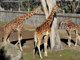 Banca del Fucino, la musica del Teatro dell’Opera di Roma al Bioparco