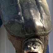 Tartaruga azzannatrice a Ladispoli, cresce l'allerta a Torre Flavia: è tra le più pericolose al mondo