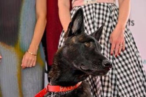 Cannes, il cane Yuri vince la Palm Dog: è la star del film 'La Perra' Cannes, il cane Yuri vince la Palm Dog: è la star del film 'La Perra'