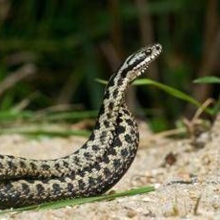 Morso di vipera, cosa fare? &quot;Calma primo antidoto per non diffondere il veleno&quot;