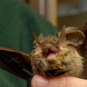 Donna si risveglia con un pipistrello in faccia: "Voleva infilarsi in bocca" Donna si risveglia con un pipistrello in faccia: "Voleva infilarsi in bocca"
