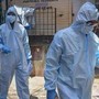 Virus Nipah in India, è allarme: come si trasmette e cura Virus Nipah in India, è allarme: come si trasmette e cura