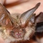 Si sveglia con un pipistrello sul viso, 11enne muore di rabbia: nessun segno di morso