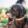 Avere un cane protegge il cuore e allunga la vita, il maxi studio
