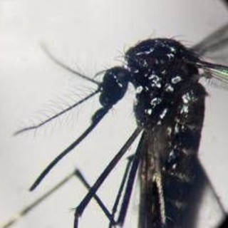 West Nile, Pregliasco: &quot;Casi reali? Fino a 150 in più. Picco verso metà agosto&quot;