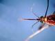 West Nile, prima vittima in Liguria: 86enne muore a Genova. Bassetti: "Massima attenzione" West Nile, prima vittima in Liguria: 86enne muore a Genova. Bassetti: "Massima attenzione"