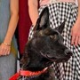 Cannes, il cane Yuri vince la Palm Dog: è la star del film 'La Perra'