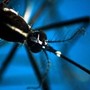 West Nile, 8 casi in Campania: 4 sono in rianimazione