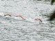 Bronzo per Paltrinieri nella 5 km agli Europei di fondo, oro a Wellbrock