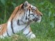 Scavalca il recinto e viene sbranato da una tigre allo zoo: tragedia nello Yorkshire Scavalca il recinto e viene sbranato da una tigre allo zoo: tragedia nello Yorkshire