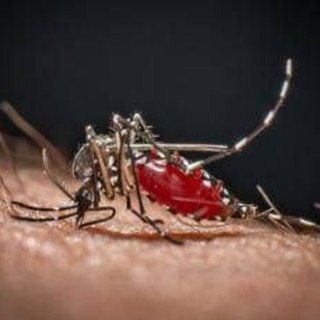 Da Dengue a West Nile, in Italia 40 specie di zanzare: ecco come difendersi