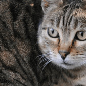 Scoperta nuova specie di felino selvatico, si trova in Bolivia: è il gatto Tilcayo