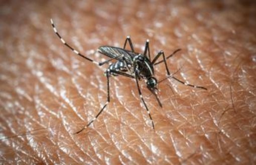 West Nile a Oristano, morta un'altra persona: è la quarta vittima del virus nella provincia West Nile a Oristano, morta un'altra persona: è la quarta vittima del virus nella provincia