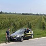 Vendemmia in nero, scoperti 25 braccianti irregolari nel trevigiano Vendemmia in nero, scoperti 25 braccianti irregolari nel trevigiano