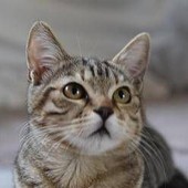 Gatto scompare per 10 anni, poi si presenta... al compleanno della padrona