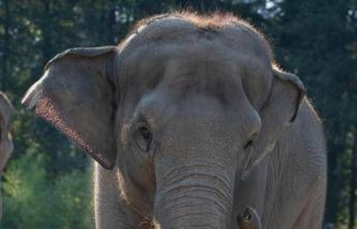 India, treno passeggeri travolge una mandria di elefanti: uccisi 8 esemplari India, treno passeggeri travolge una mandria di elefanti: uccisi 8 esemplari