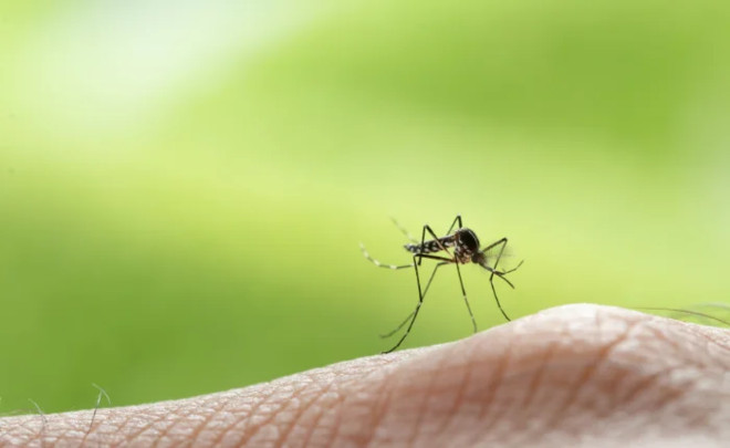 West Nile in provincia di Varese, confermata la presenza del virus in una gazza
