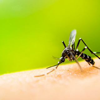 In azione nei parchi contro mosche e zanzare