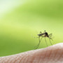 West Nile in provincia di Varese, confermata la presenza del virus in una gazza