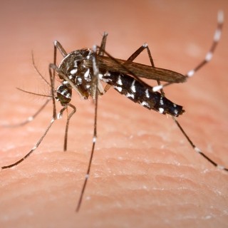 West Nile, Regione rassicura: «In Lombardia casi in linea con gli anni precedenti»