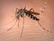 West Nile, Regione rassicura: «In Lombardia casi in linea con gli anni precedenti»