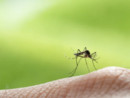 West Nile in provincia di Varese, confermata la presenza del virus in una gazza West Nile in provincia di Varese, confermata la presenza del virus in una gazza
