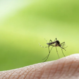 West Nile in provincia di Varese, confermata la presenza del virus in una gazza