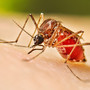 Allarme dengue a Nerviano: scatta la disinfestazione Allarme dengue a Nerviano: scatta la disinfestazione