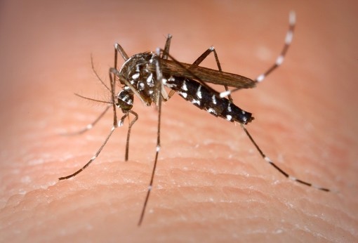 Da luglio a novembre in Lombardia accertati 108 casi di Dengue