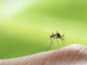 West Nile in provincia di Varese, confermata la presenza del virus in una gazza